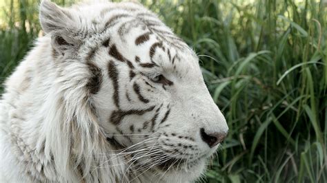 Le Jardin du Tigre Blanc: Un Oasis Verdoyant et une Ménagerie Fascinante !