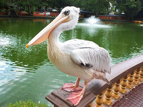  Le Zoo de Johor Bahru: Un Oasis Sauvage au Coeur d'une Ville Vibrant !